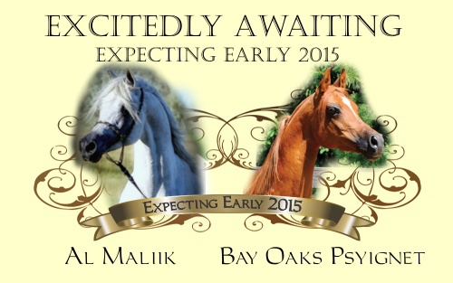 Al Malik by Bay Oaks Psyignet 2015 foal