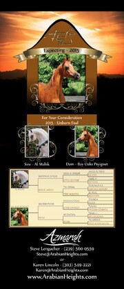 Al Malik by Bay Oaks Psyignet 2015 foal